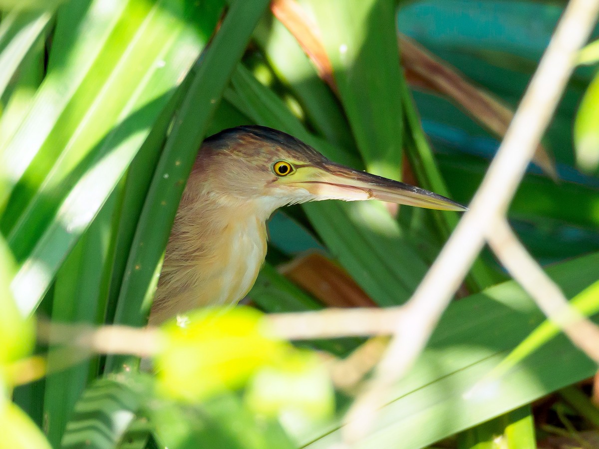 Yellow Bittern - ML140592171