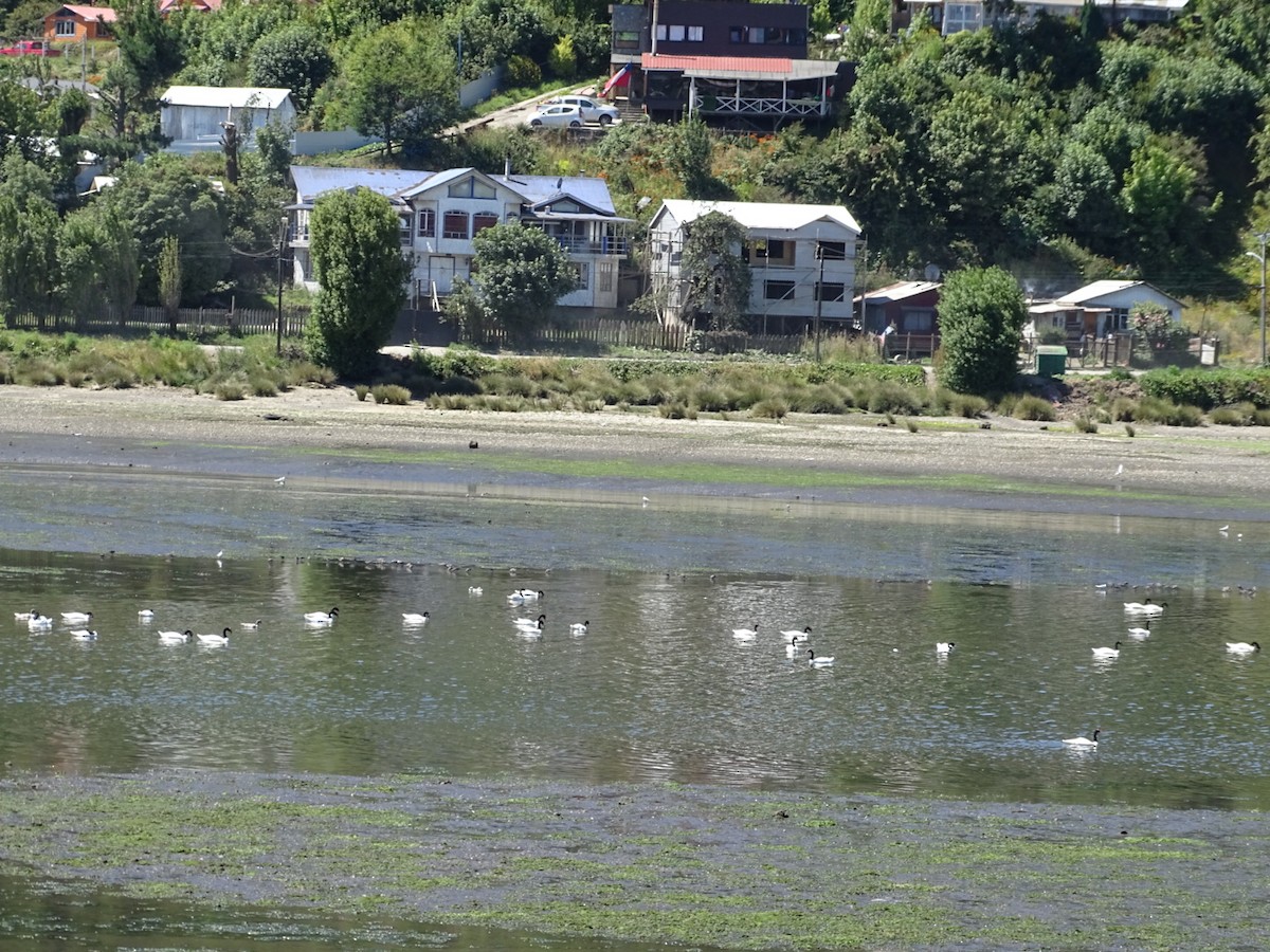 Black-necked Swan - ML140592211