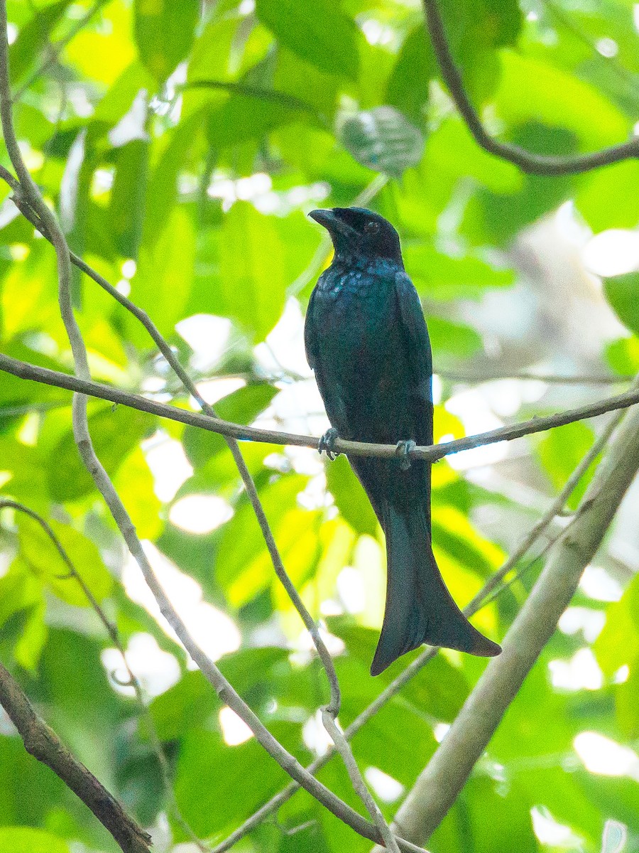 Crow-billed Drongo - ML140592301