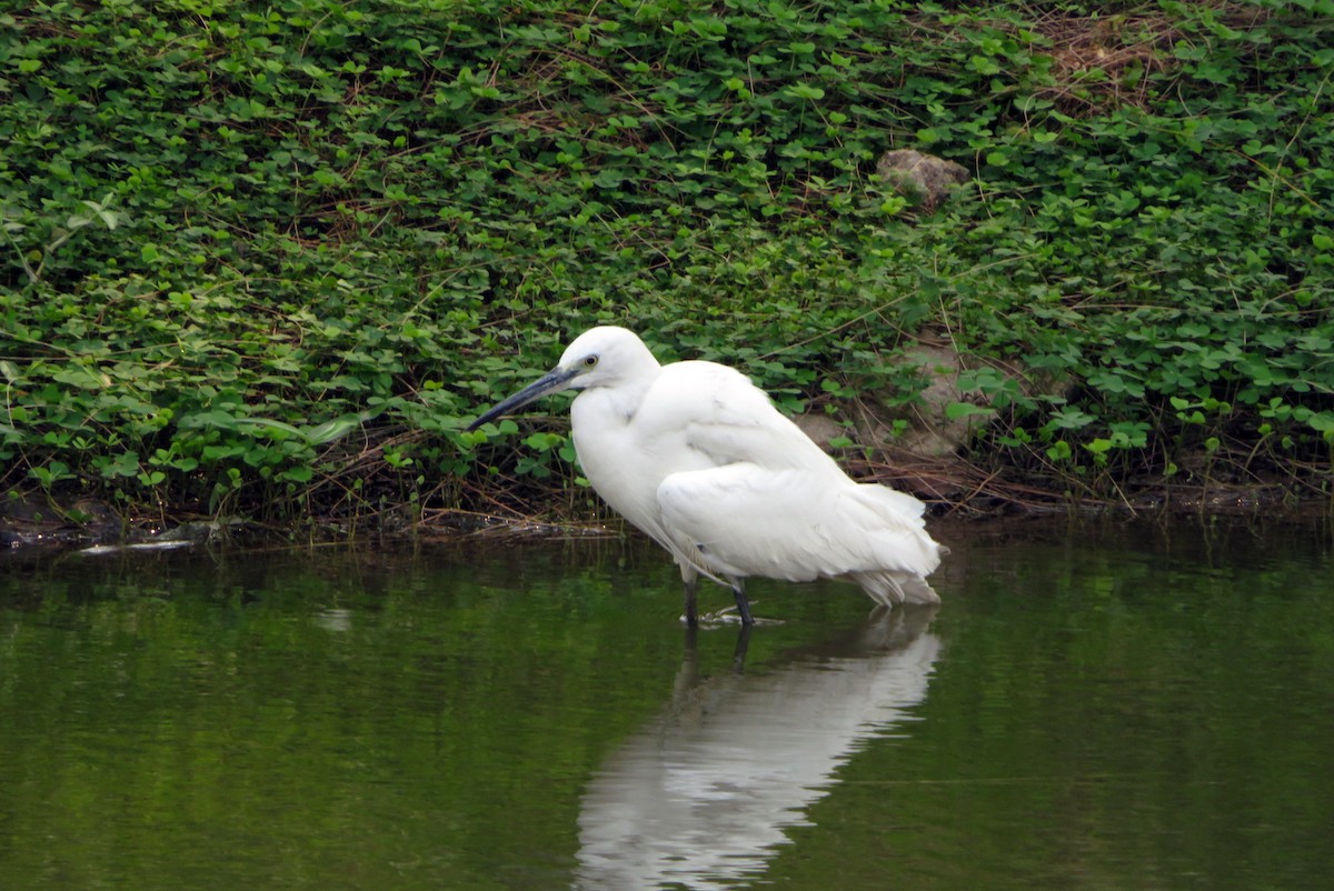 Seidenreiher - ML140593381