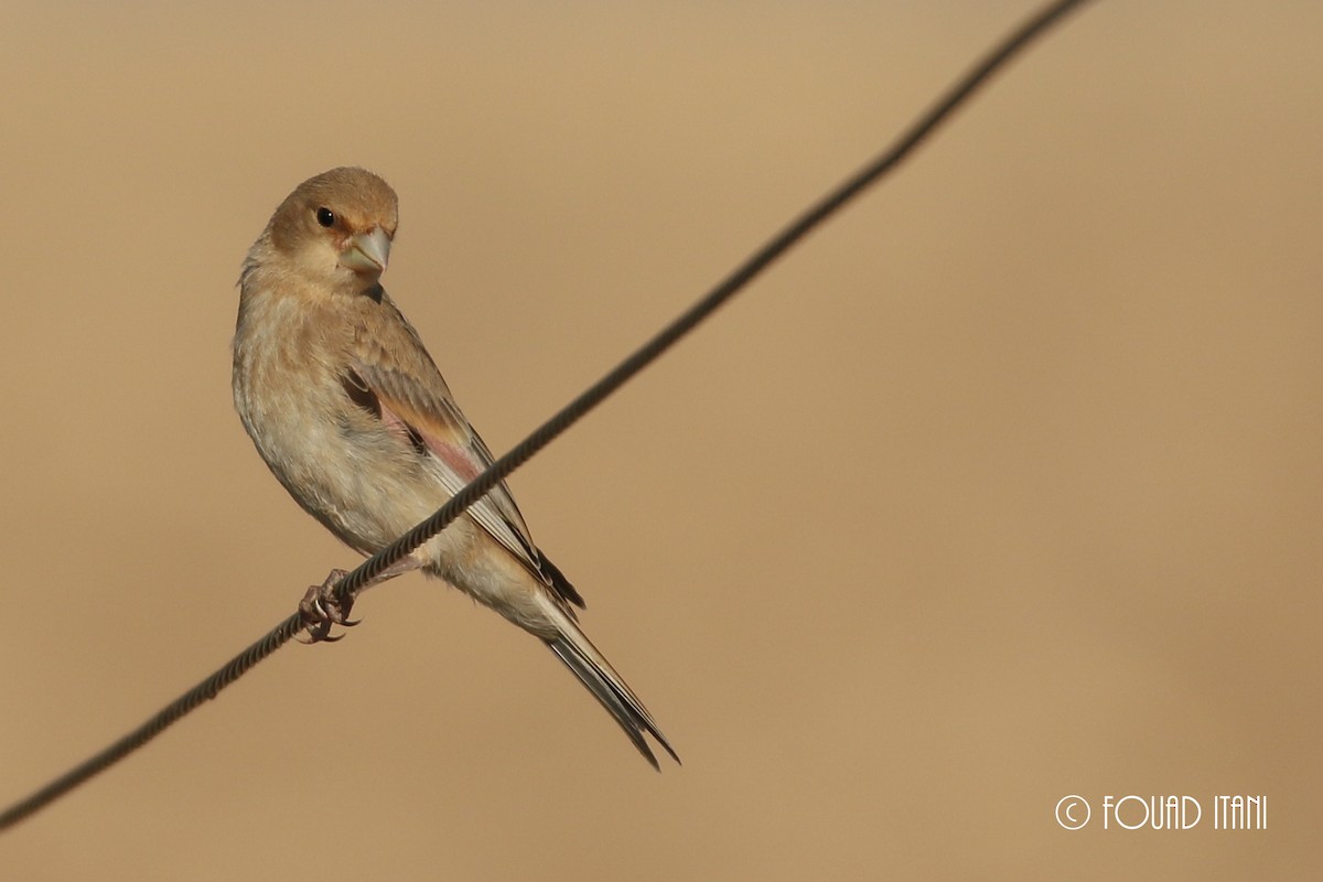 Desert Finch - ML140593791