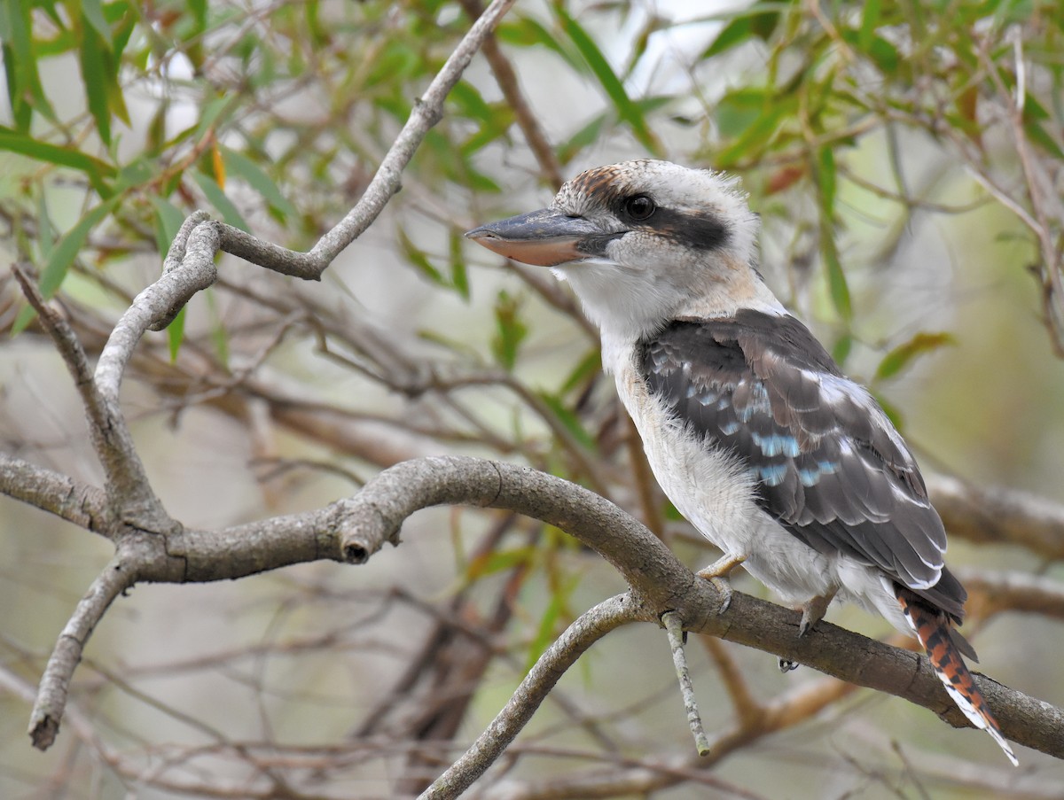 Laughing Kookaburra - ML140594261