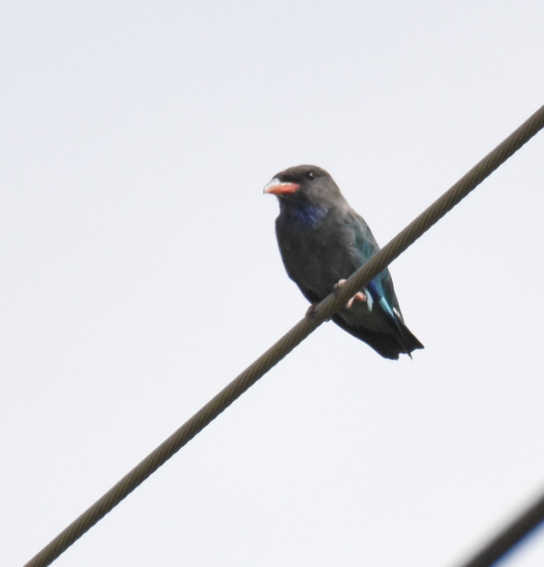 Dollarbird - ML140594271