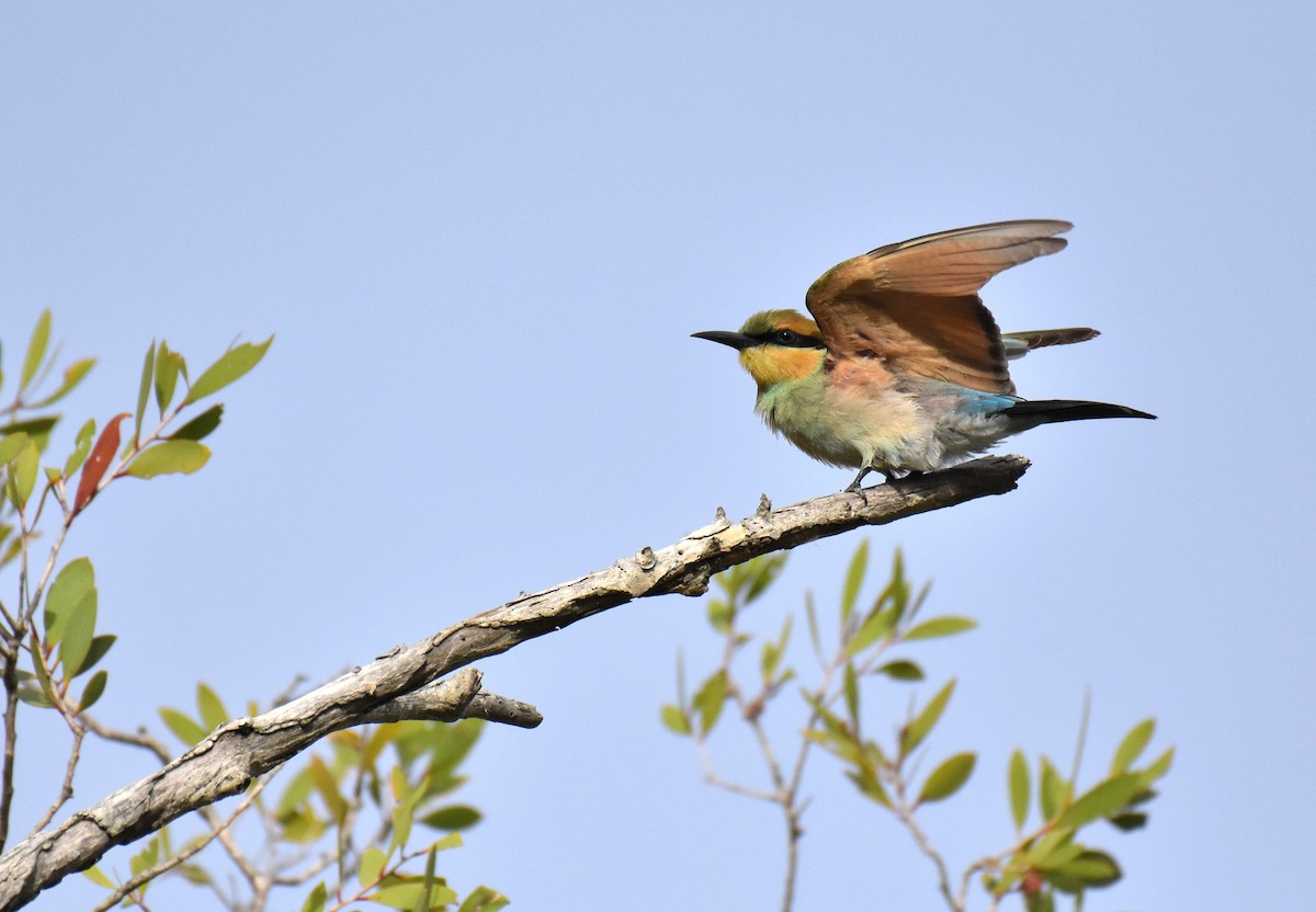 Rainbow Bee-eater - Jason Vassallo