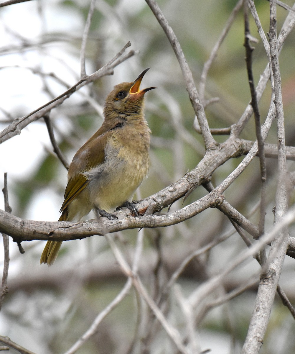 Brown Honeyeater - ML140594401