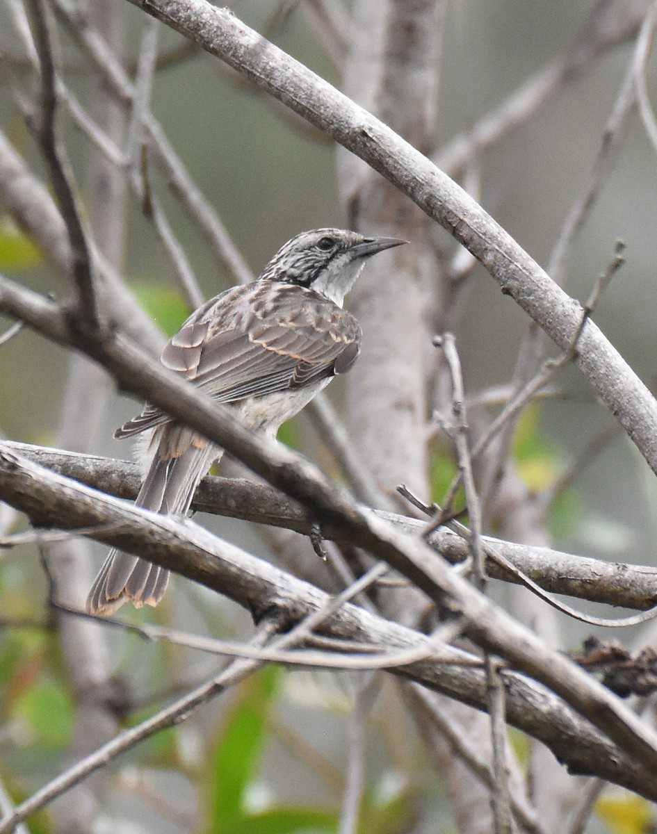 Striped Honeyeater - Jason Vassallo