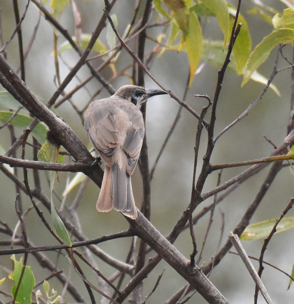 Little Friarbird - ML140594461