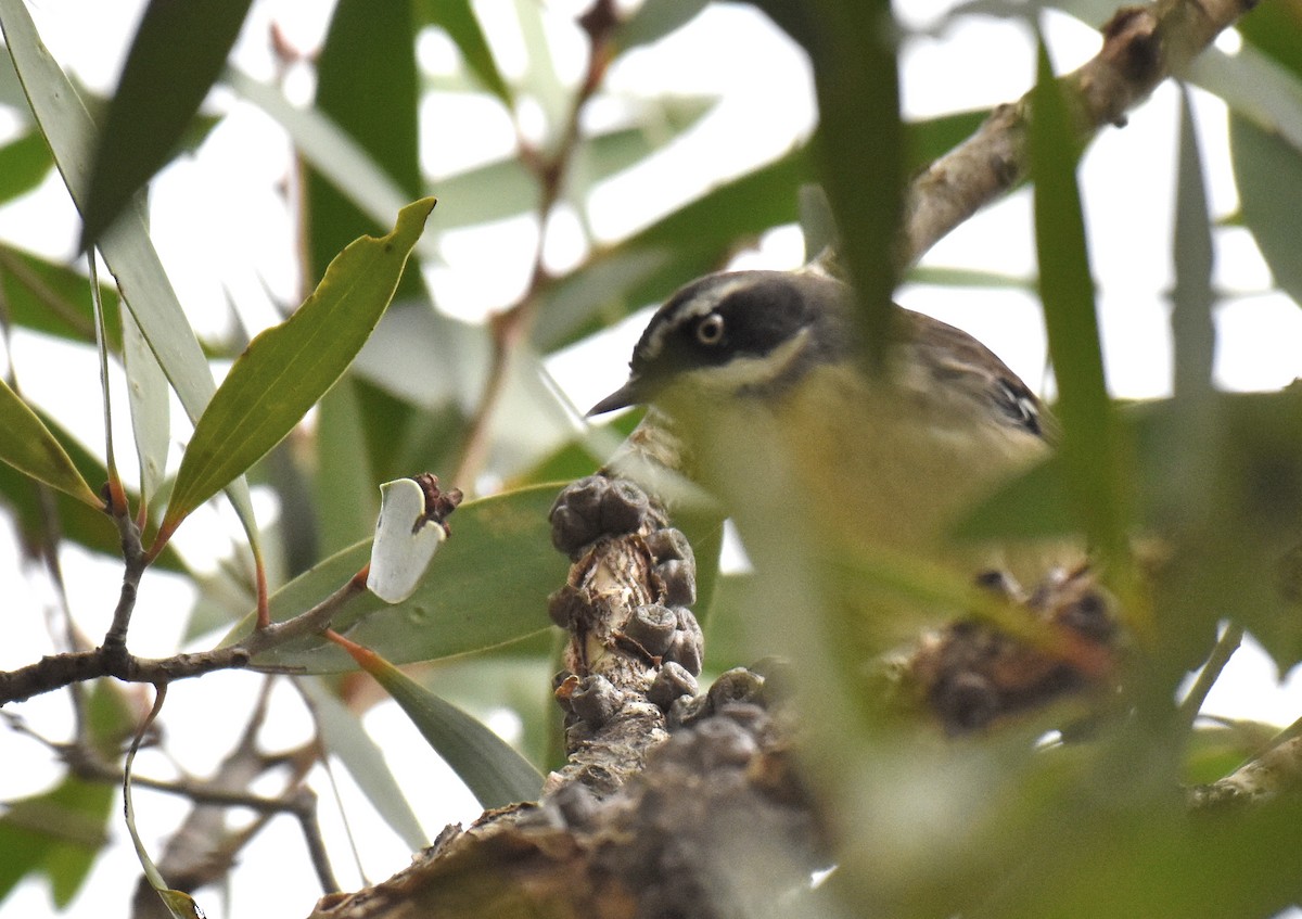 White-browed Scrubwren - Jason Vassallo