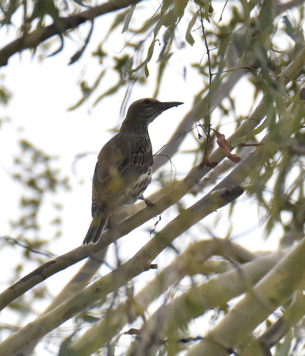 Olive-backed Oriole - ML140594531