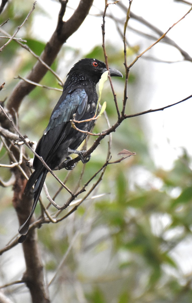 Glanzfleckdrongo - ML140594581