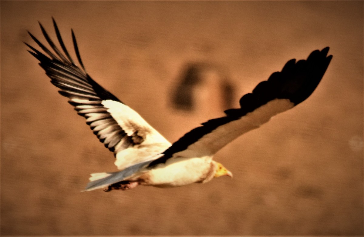 Egyptian Vulture - ML140595211