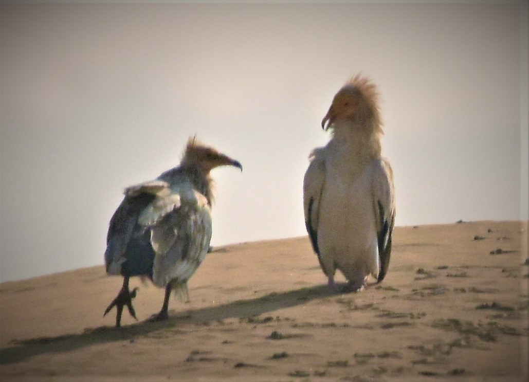 Egyptian Vulture - ML140595231