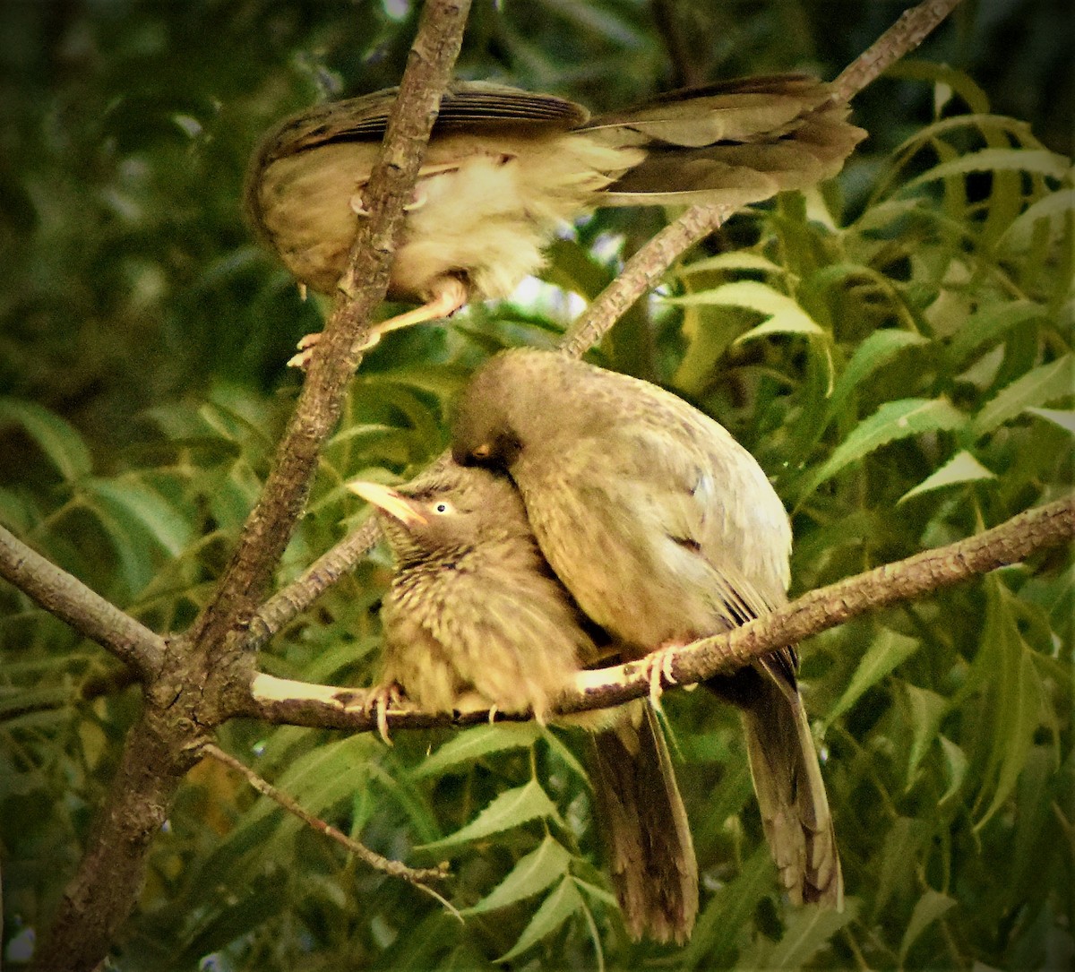 Jungle Babbler - ML140595381