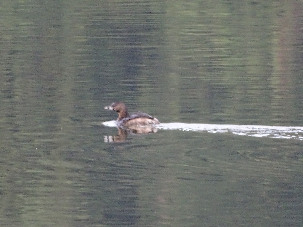 Pied-billed Grebe - Scarlett Acevedo