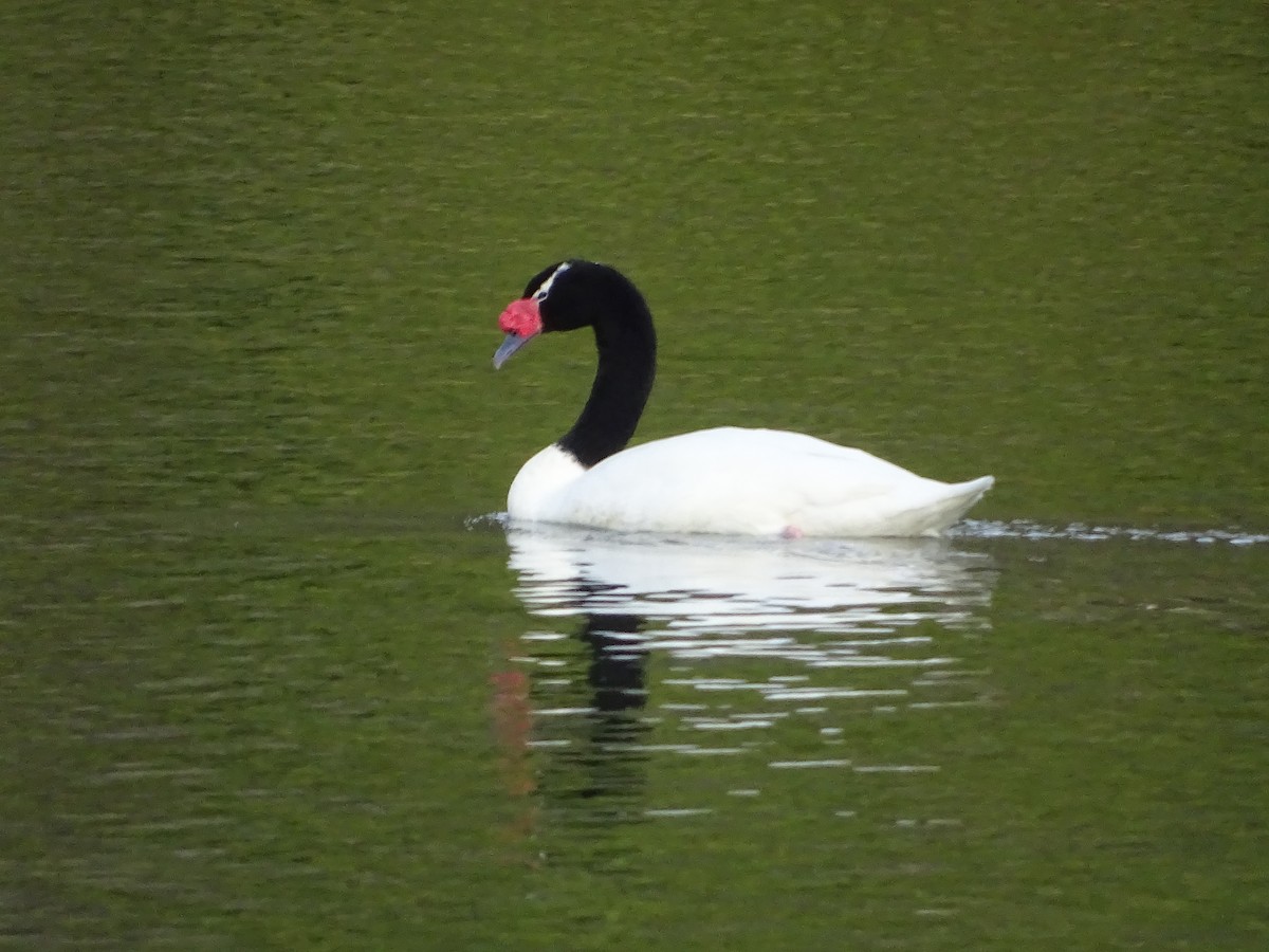 Cygne à cou noir - ML140595791