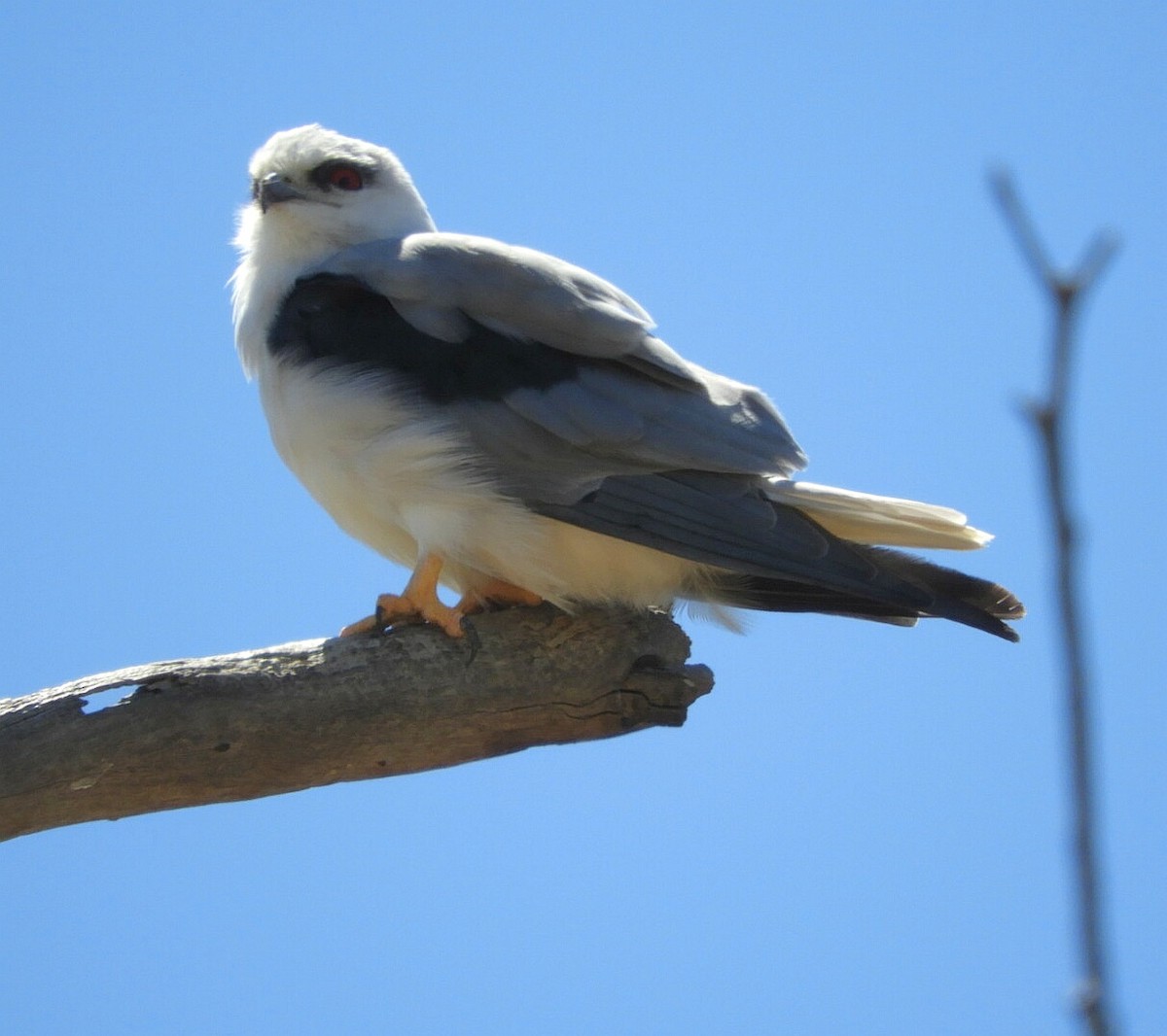 Black-shouldered Kite - David Fleming