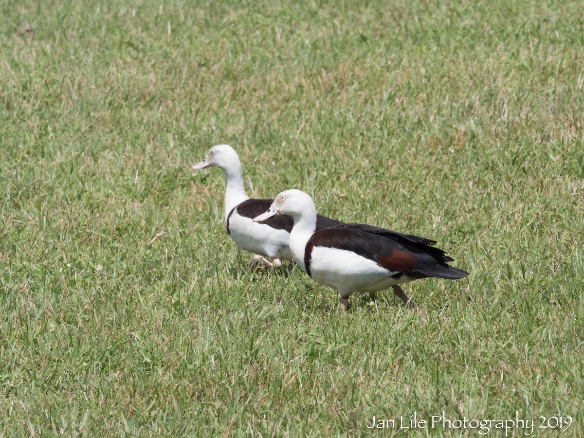 Radjah Shelduck - ML140596691