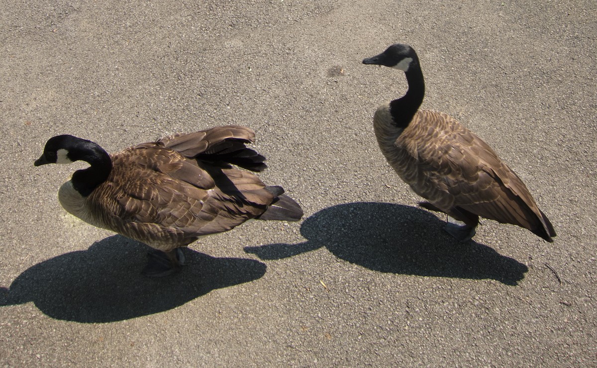 Canada Goose - ML140596771