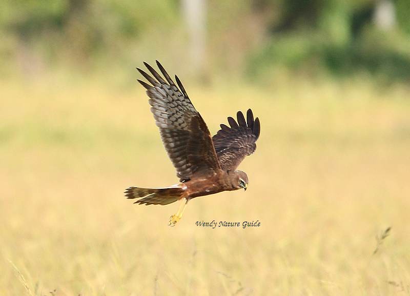 Pied Harrier - ML140597421