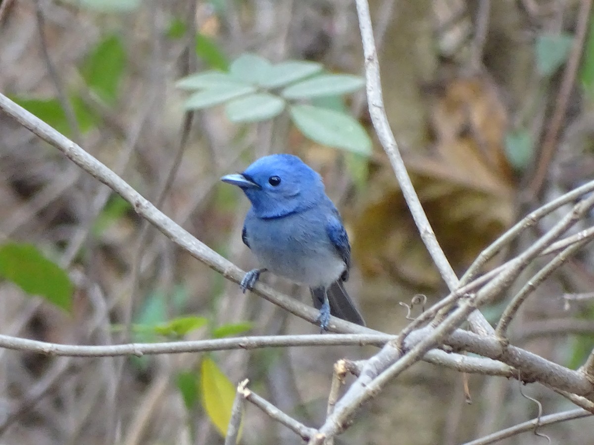 Black-naped Monarch - ML140597751