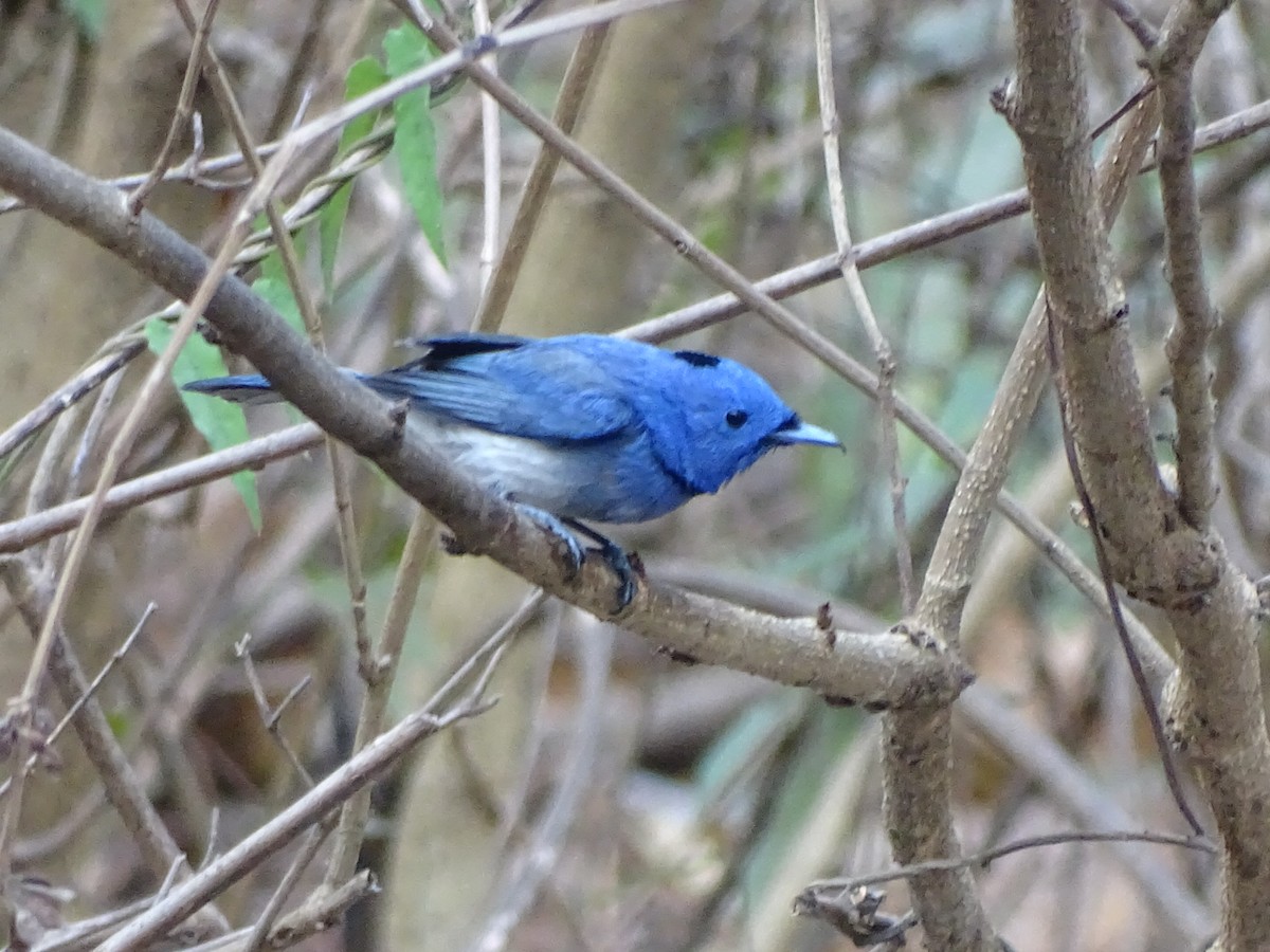 Black-naped Monarch - ML140597761