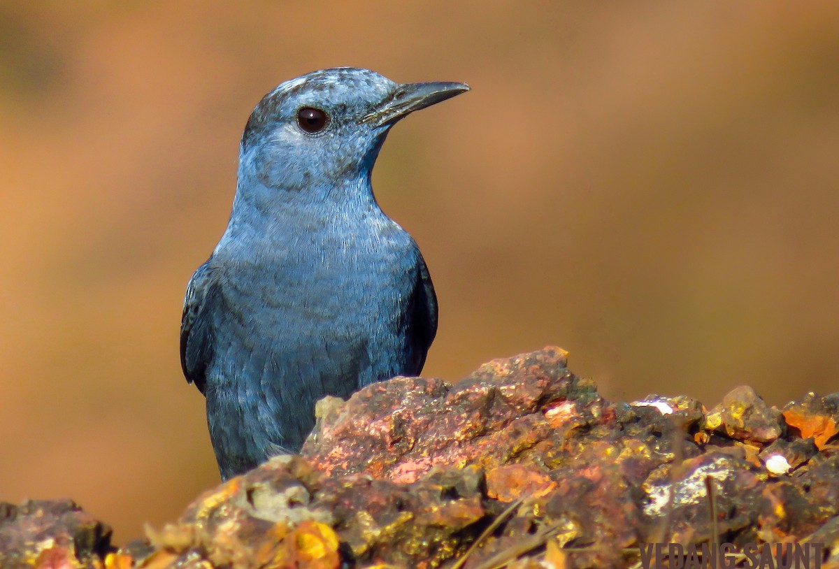Blue Rock-Thrush - Vedang Saunt
