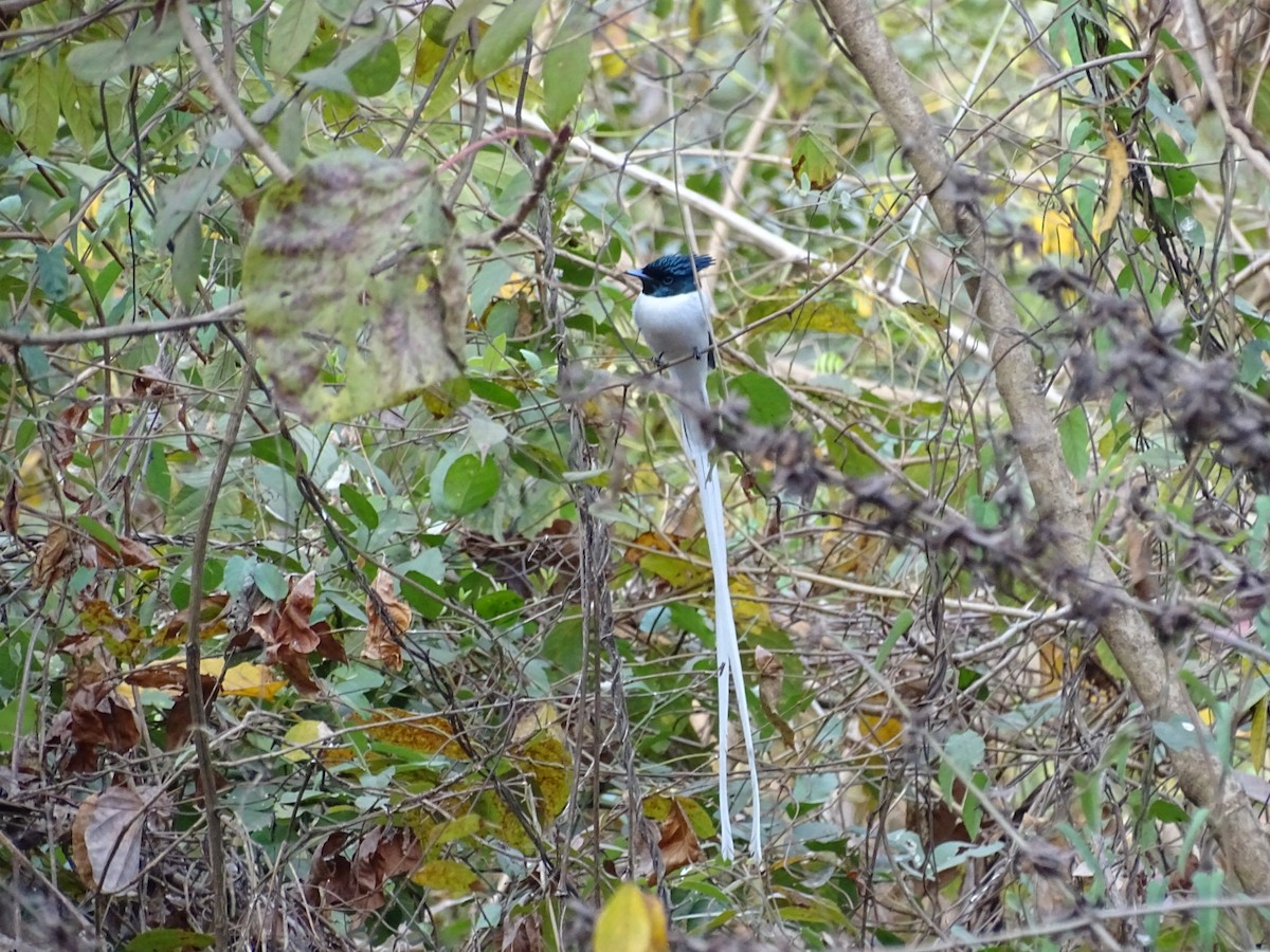 Indian Paradise-Flycatcher - ML140597851