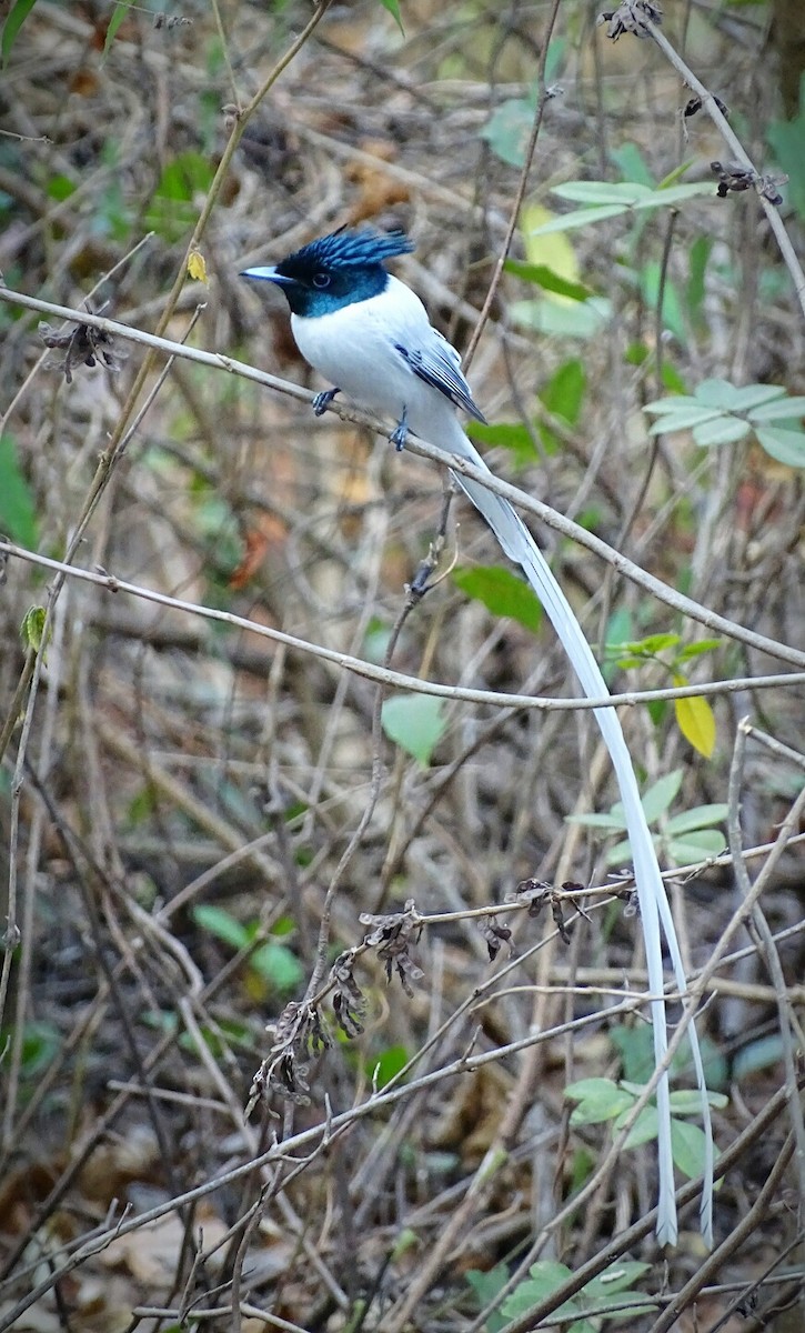 Indian Paradise-Flycatcher - ML140597861