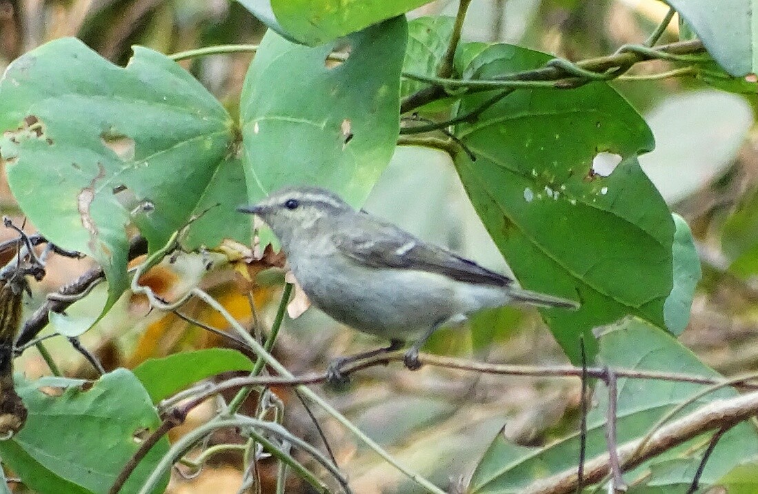 Hume's Warbler - ML140597881