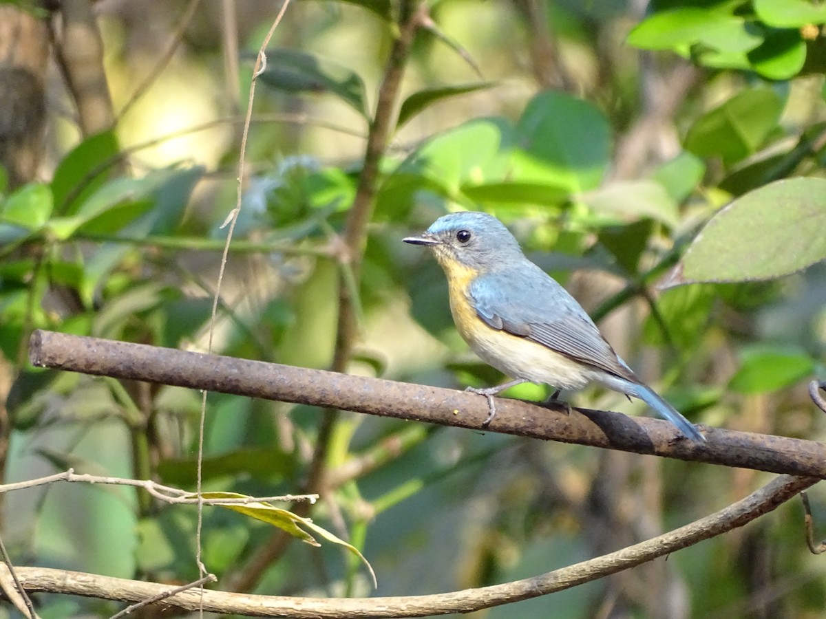 Tickell's Blue Flycatcher - ML140597901