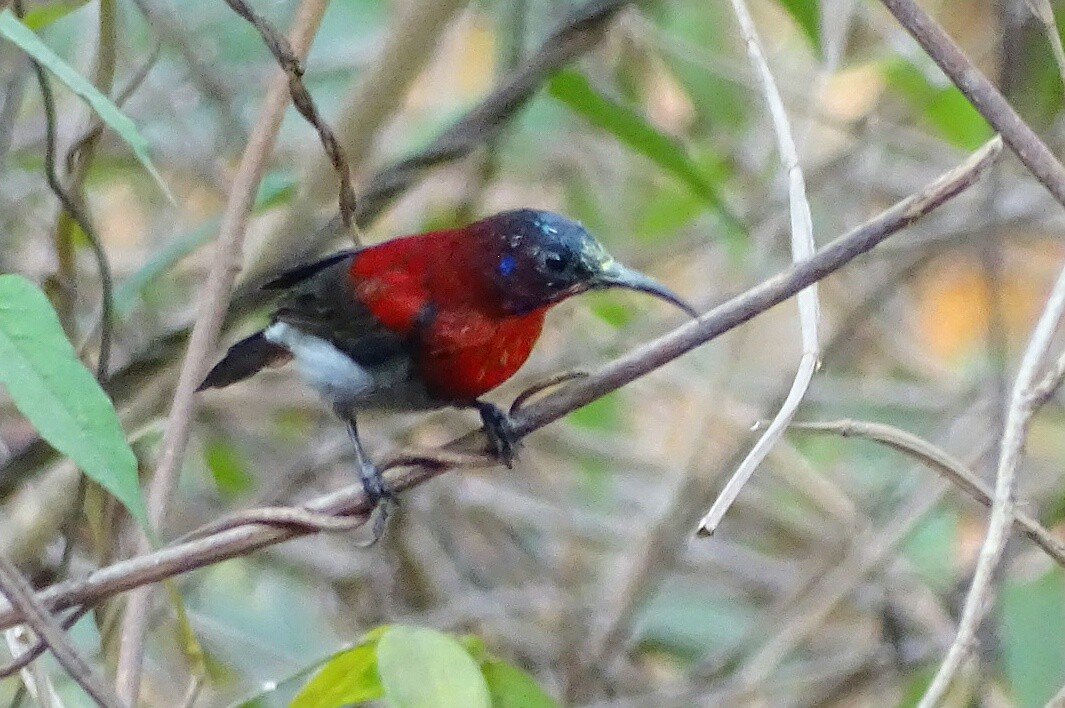 Vigors's Sunbird - ML140598011