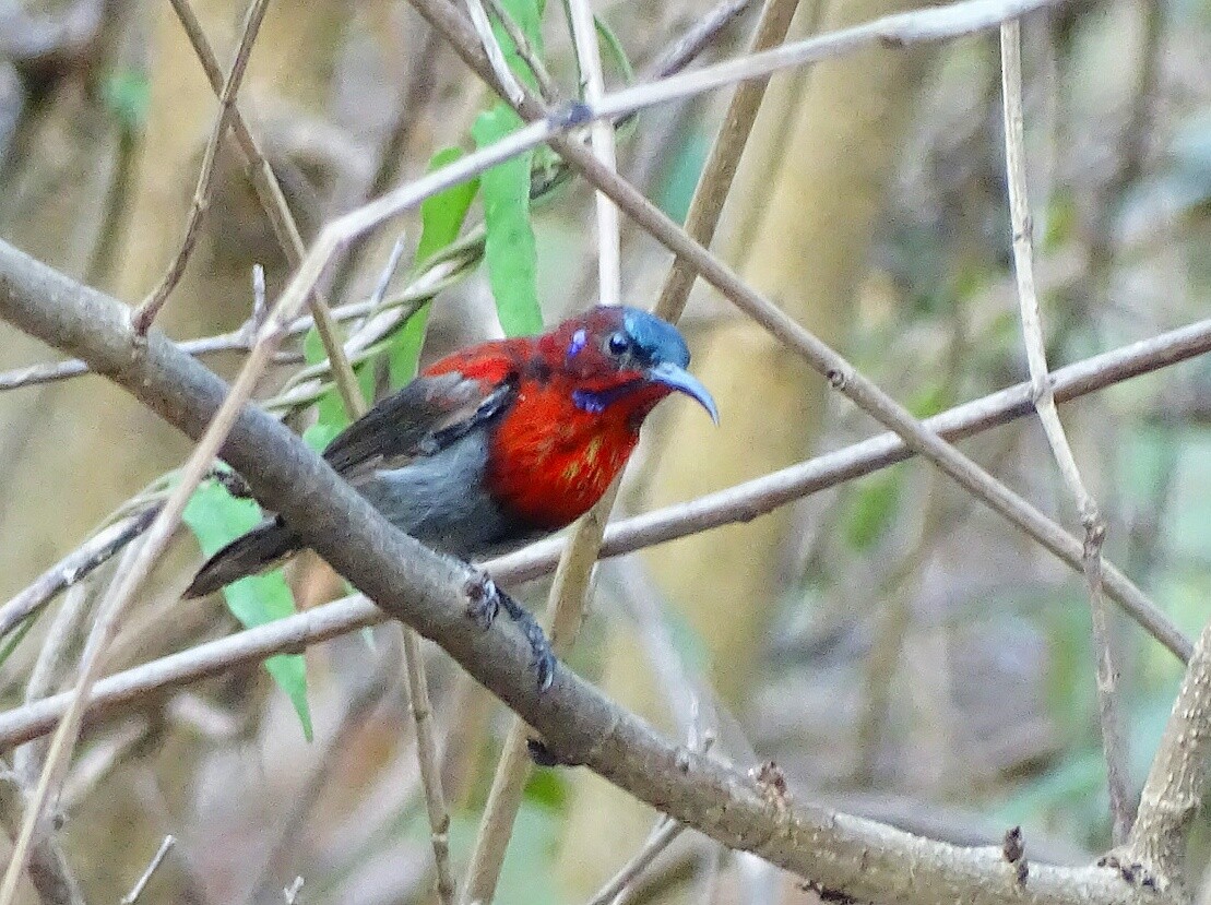 Vigors's Sunbird - ML140598031