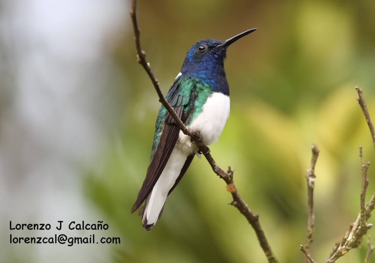 White-necked Jacobin - ML140598861