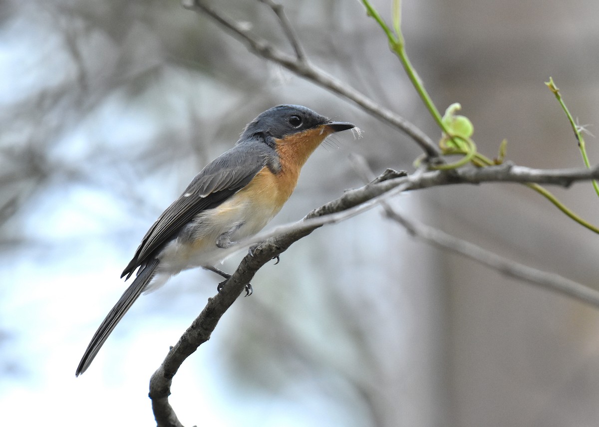 Leaden Flycatcher - ML140598911