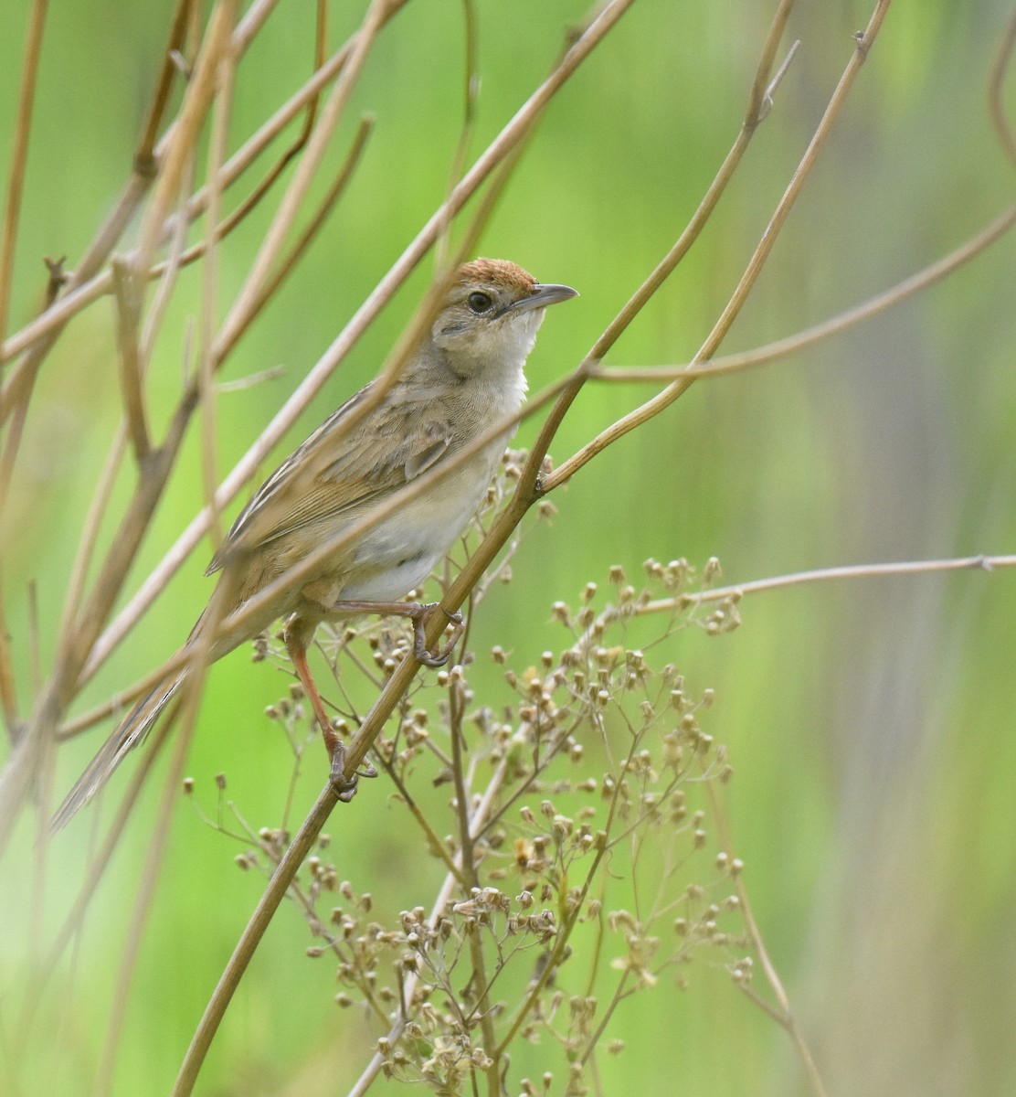 Tawny Grassbird - ML140598931