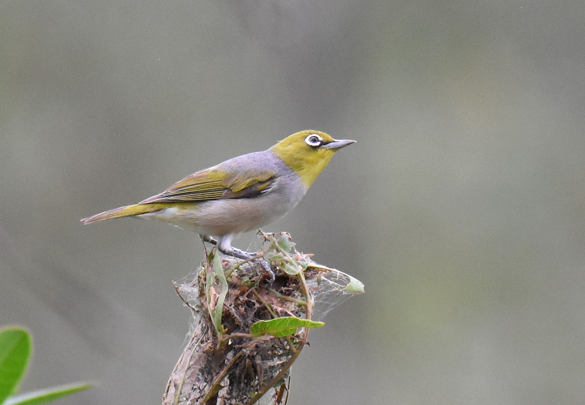 Graumantel-Brillenvogel - ML140598941