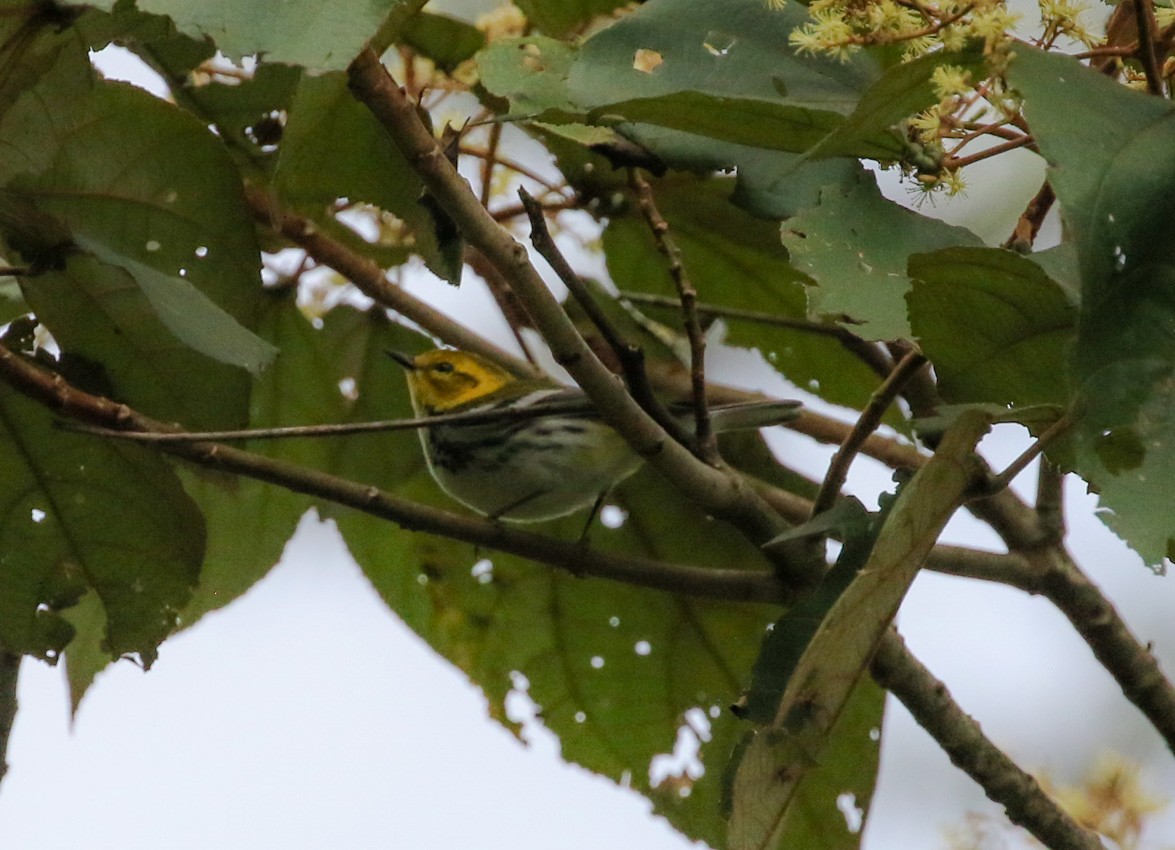 Black-throated Green Warbler - ML140598961