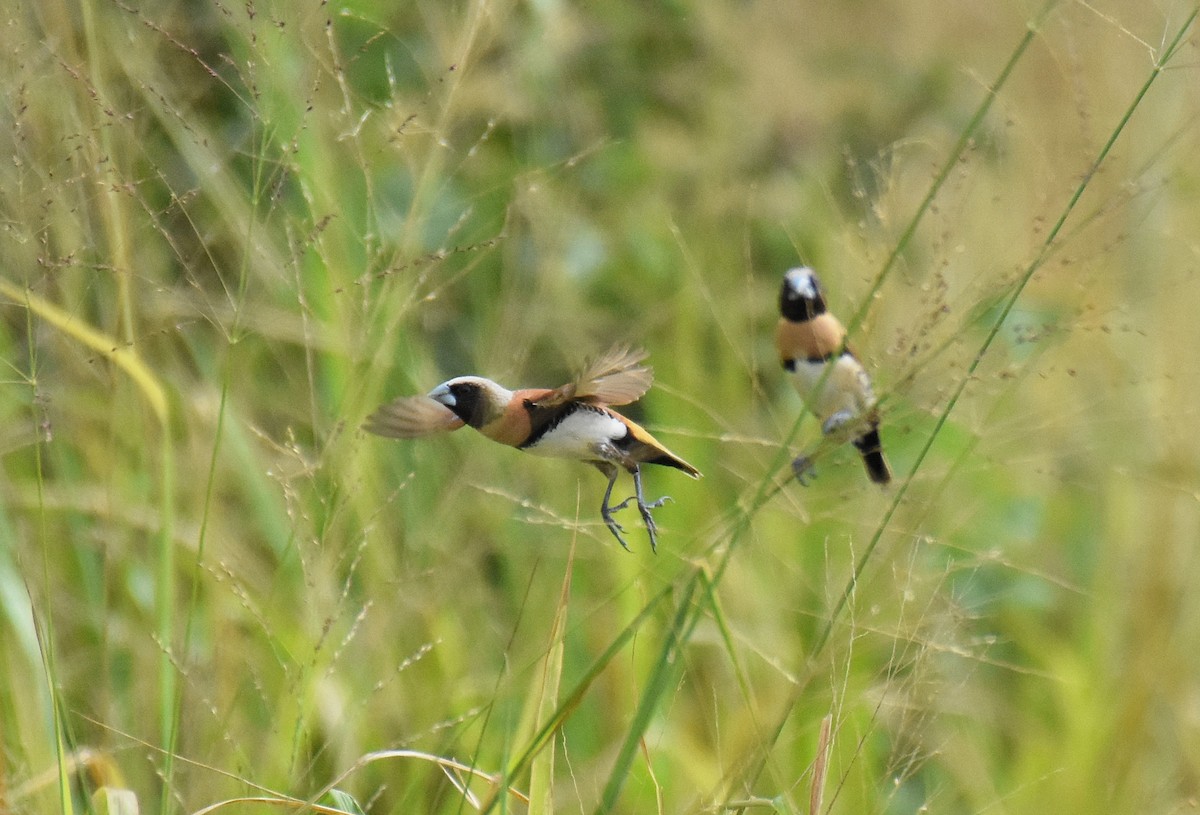 Chestnut-breasted Munia - Jason Vassallo