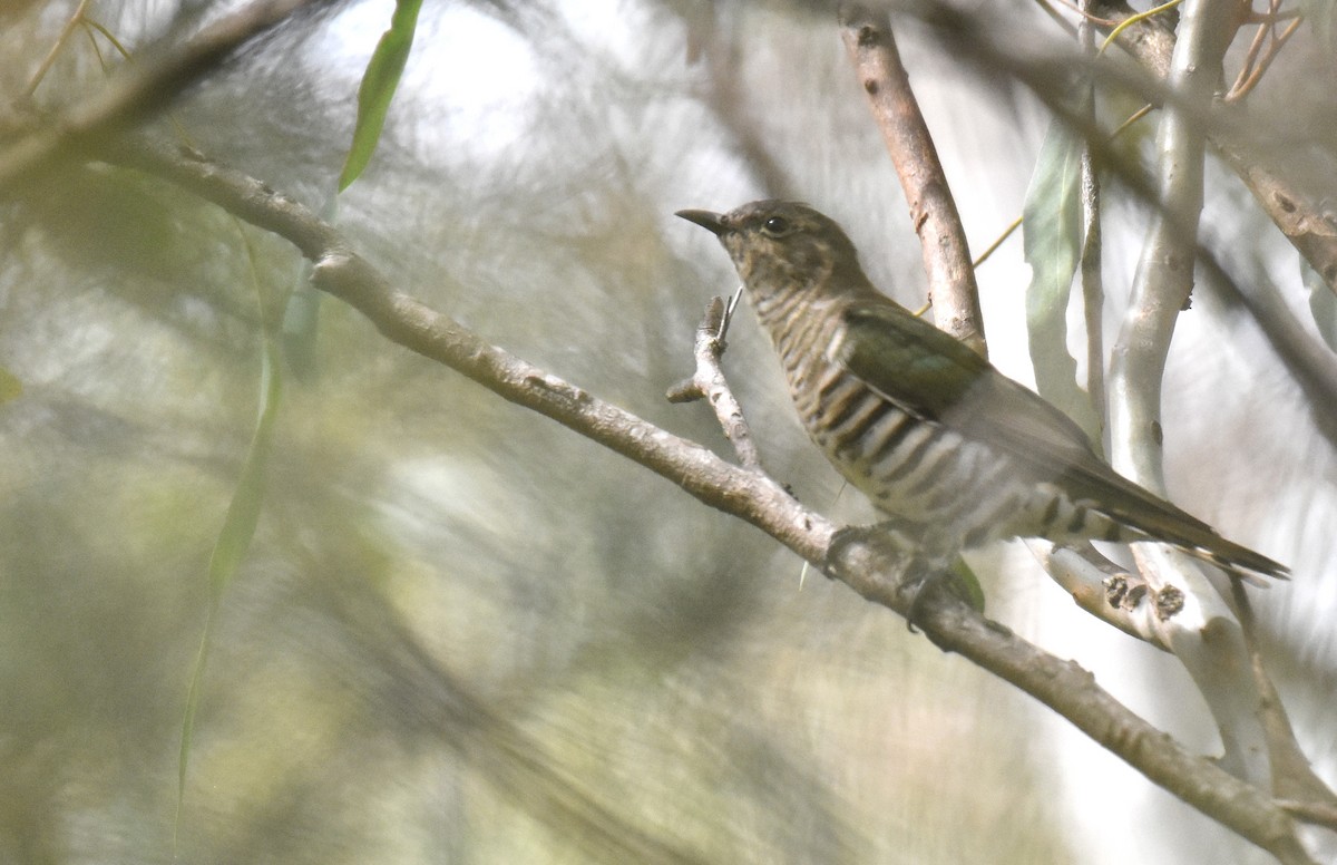 Shining Bronze-Cuckoo - Jason Vassallo