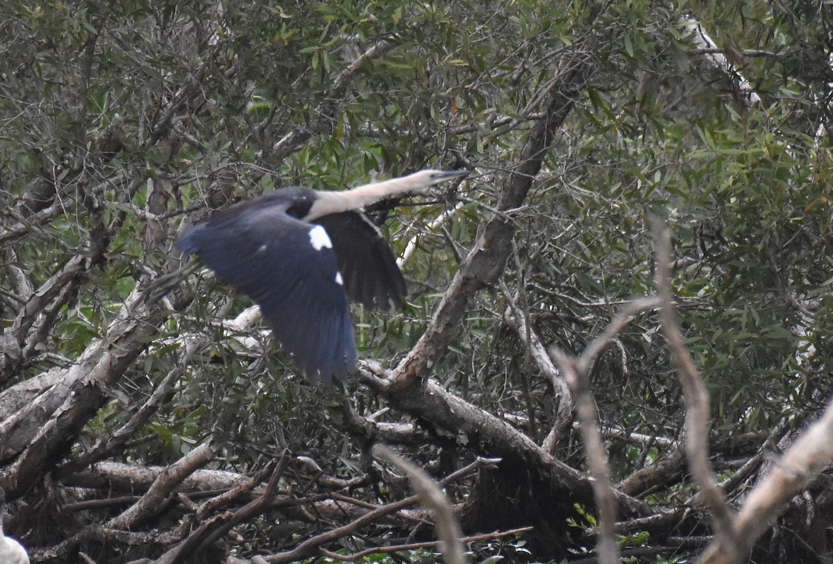 Pacific Heron - Jason Vassallo