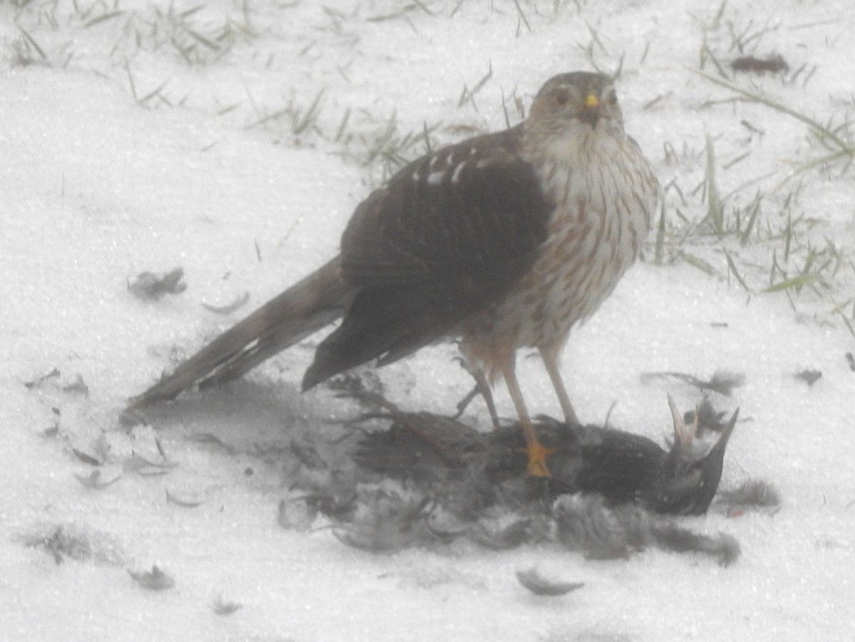 Cooper's Hawk - ML140599461