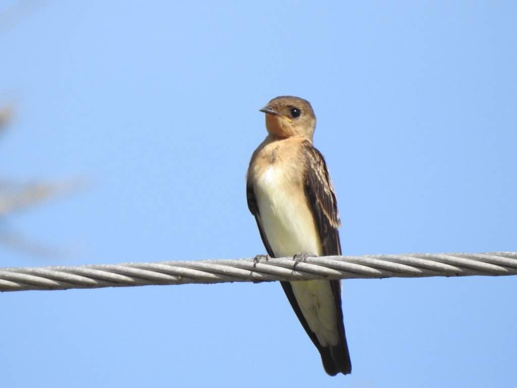Southern Rough-winged Swallow - ML140601251