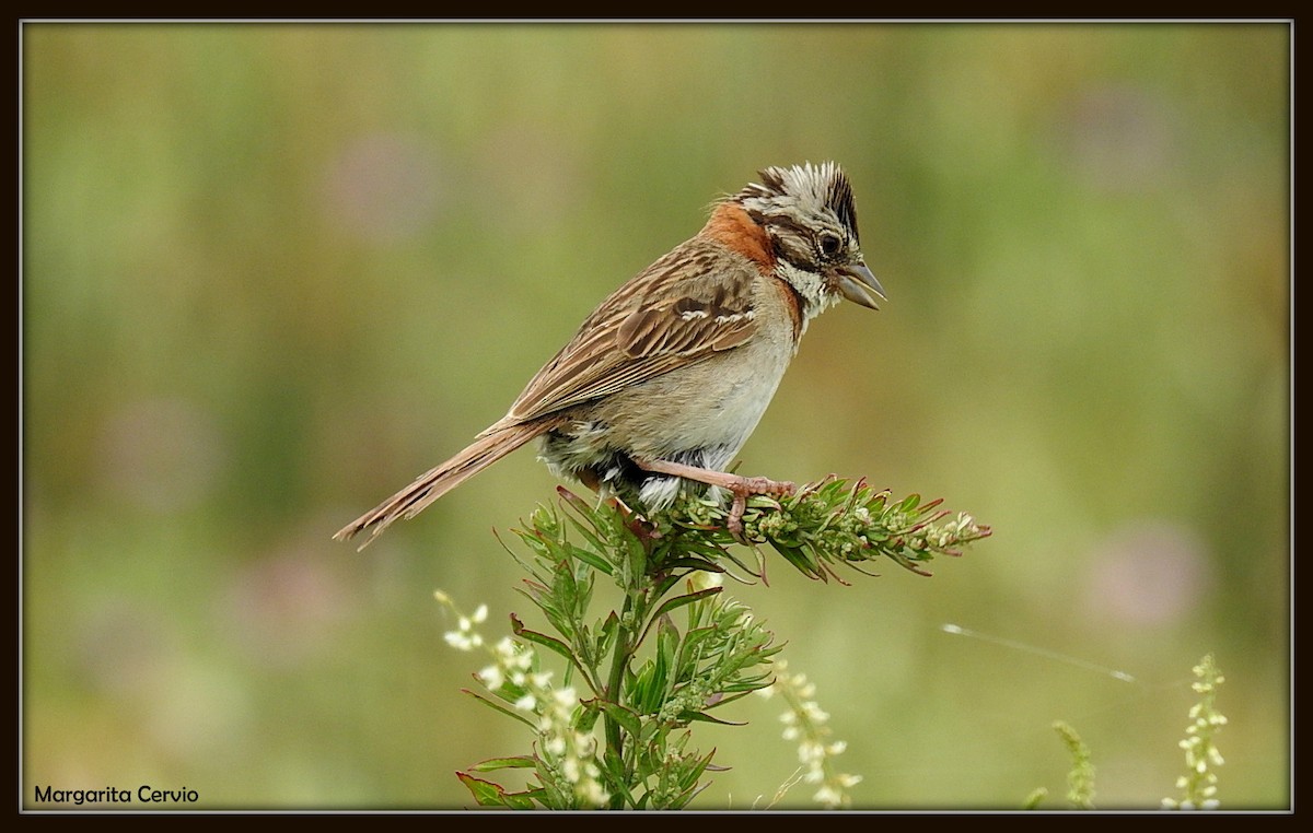 Rufous-collared Sparrow - ML140601511