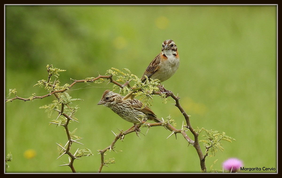 Rufous-collared Sparrow - ML140601541