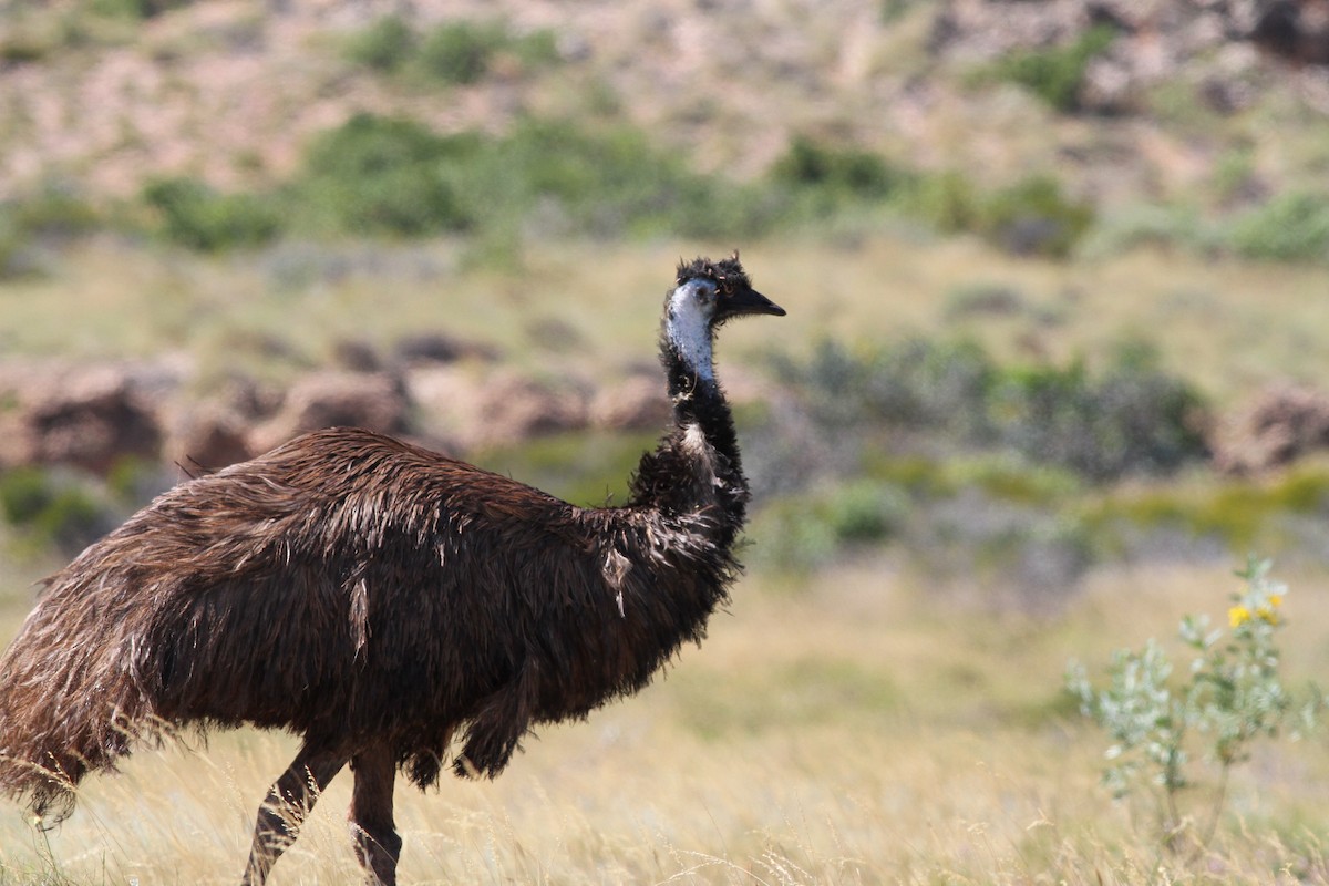 Emu - Mike Webster