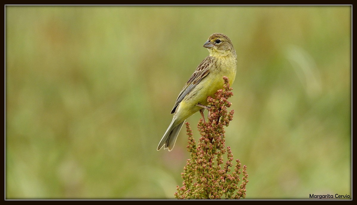 Grassland Yellow-Finch - ML140601631