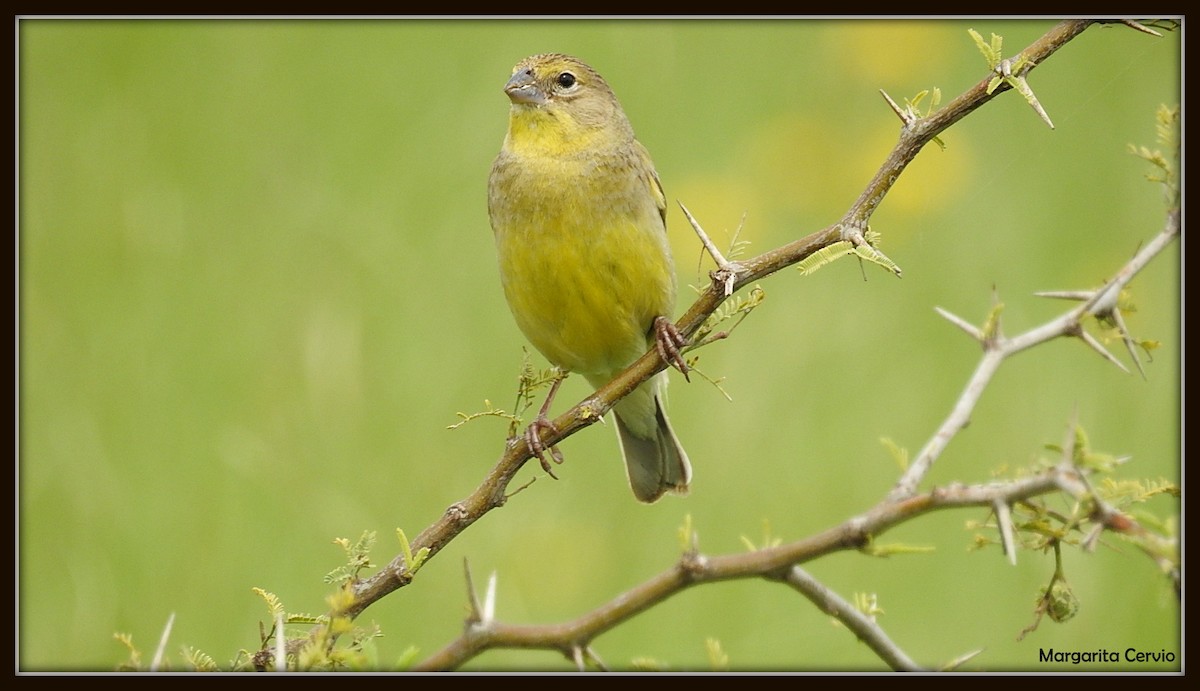 Grassland Yellow-Finch - ML140601651