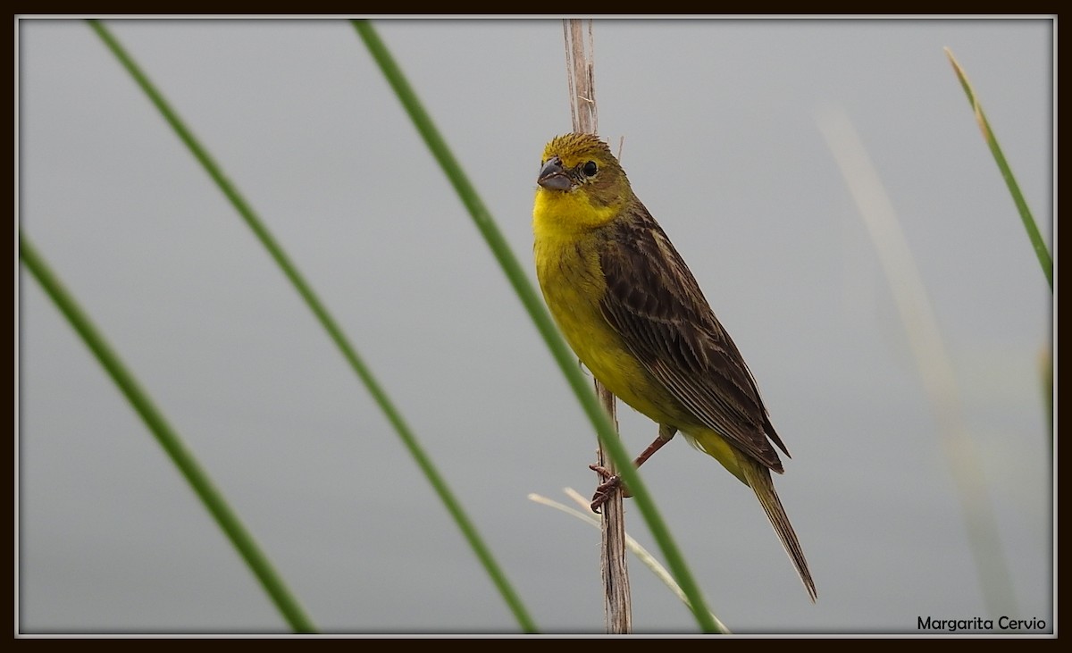 Grassland Yellow-Finch - ML140601791
