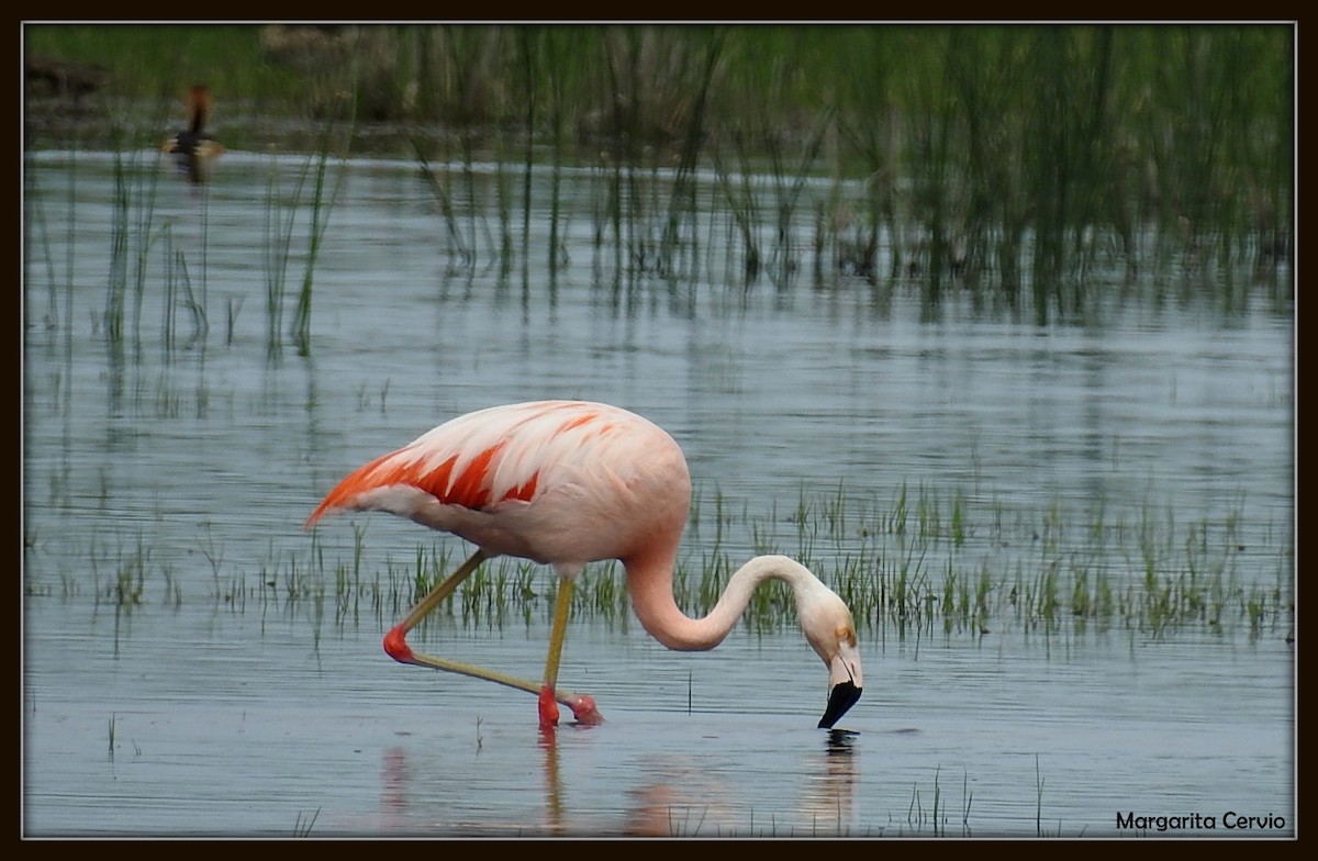 Chilean Flamingo - ML140601991