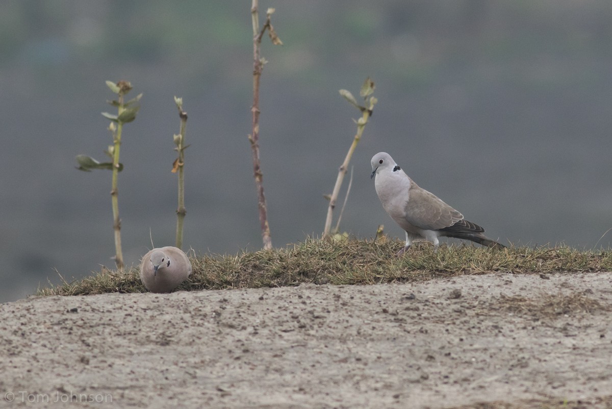 Eurasian Collared-Dove - ML140602051